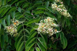 Sự thật "choáng" về cây gõ đỏ cho gỗ quý của VN 