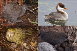 Kỳ lạ những loài chim có cánh nhưng không biết bay