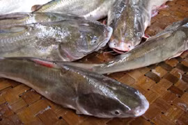 Khám phá thú vị về cá ba gai đặc sản Quảng Ninh