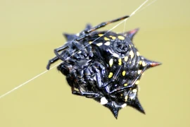 Những sinh vật đầy gai không ai muốn chạm trán 