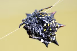 Những sinh vật đầy gai không ai muốn chạm trán 