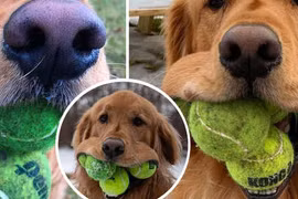 Tròn mắt kinh ngạc top động vật có miệng co giãn nhất hành tinh 