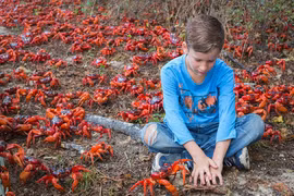 Top 5 loài động vật có cuộc di cư vĩ đại nhất