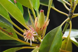 Loài cây có khả năng “sinh con” có ở nước ta là cây gì?