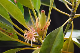 Loài cây có khả năng “sinh con” có ở nước ta là cây gì?