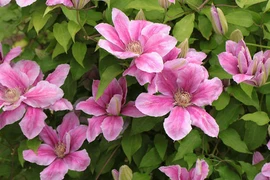 Sự thật về loài hoa đẹp mang tên ông lão gây sốt