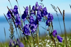 Sự thật hãi hùng về loài cây “nữ hoàng độc dược” đẹp ma mị