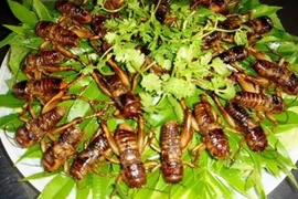 Khám phá ai cũng bất ngờ về loài dế mèn quen thuộc