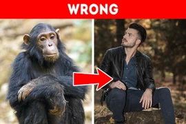 Những quan điểm sai lầm về động vật mà chúng ta vẫn tin sái cổ