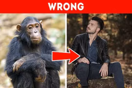 Những quan điểm sai lầm về động vật mà chúng ta vẫn tin sái cổ