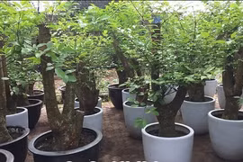 Tất tần tật bất ngờ về cây hạnh phúc độc đáo của VN