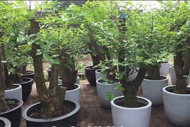 Tất tần tật bất ngờ về cây hạnh phúc độc đáo của VN