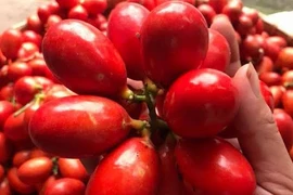 Điều thú vị về quả máu độc lạ, đặc biệt ở Quảng Ninh