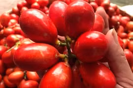 Điều thú vị về quả máu độc lạ, đặc biệt ở Quảng Ninh