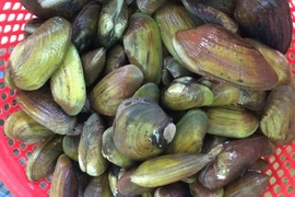 Khám phá bất ngờ về sò phi, đặc sản tiến vua