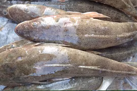 Khám phá ít người biết về cá chai xấu xí mà ngon