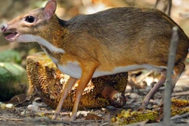 Khám phá con cheo cheo, động vật rừng quý hiếm VN