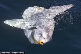 1001 sự thật thú vị chưa biết về cá mặt trăng 