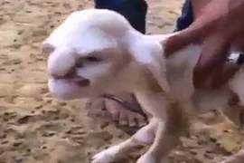 Kỳ lạ cừu con có khuôn mặt người đàn ông giận dữ