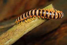 Tất tần tật về loài cuốn chiếu có mùi thơm ngọt như kẹo