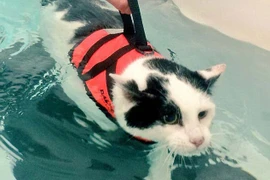 Tuyệt chiêu giúp mèo béo ú đạt thân hình mi nhon gợi cảm