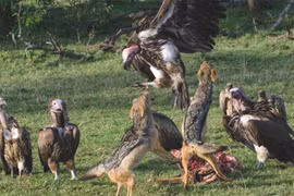 Nín thở xem loạt khoảnh khắc kền kền đọ hàm chó rừng