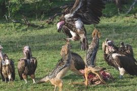 Nín thở xem loạt khoảnh khắc kền kền đọ hàm chó rừng