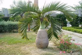 Độc đáo loài cau "dị biệt" dáng như chai rượu sâm banh