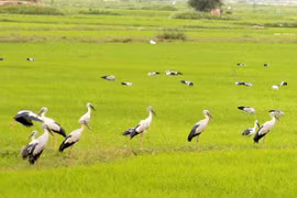 Cò nhạn đậu trắng đồng Quảng Trị quý hiếm cỡ nào?