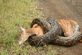 Sự thật khủng khiếp về loài trăn khổng lồ ăn thịt người ở châu Phi