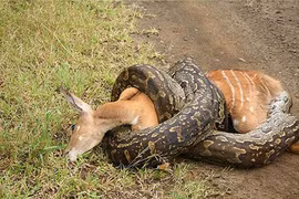 Sự thật khủng khiếp về loài trăn khổng lồ ăn thịt người ở châu Phi