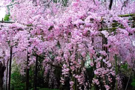 Rắn độc kỵ những loài cây nào? 