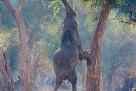 Kỳ lạ chú voi nghĩ mình là... hươu cao cổ