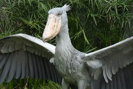 Những loài chim kỳ dị sở hữu chiếc mỏ “quái” nhất TGĐV