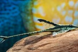 Sự thực kỳ thú về loài cá nhìn như máy bay mini