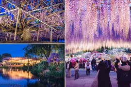 Cây đẹp như mơ trong phim Avatar bước ra đời thực 