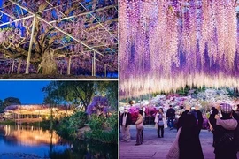 Cây đẹp như mơ trong phim Avatar bước ra đời thực 