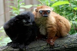 10 loài vượn cáo kỳ quái nhất hành tinh 