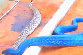 Kinh hãi xem rắn xanh ăn thịt rắn đuôi chuông