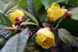 Khám phá “nữ hoàng của các loại trà” quý hiếm ở VN