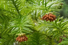 Khám phá ít ai ngờ về loài cây biểu tượng vùng cao phía Bắc 