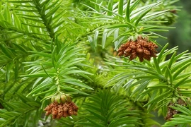 Khám phá ít ai ngờ về loài cây biểu tượng vùng cao phía Bắc 