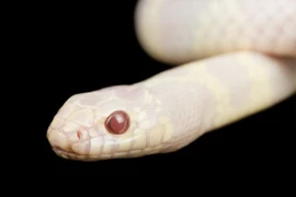 Cuộc xâm lược của rắn vua bạch tạng và các loài khác 