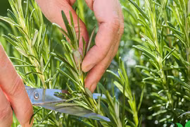 Khám phá thú vị về cây hương thảo quen thuộc ở VN