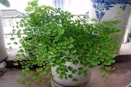 Khám phá "sốc" cây tóc thần vệ nữ có lợi sức khỏe