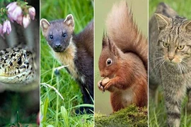 Những động vật quý hiếm đối diện tuyệt chủng ở Anh
