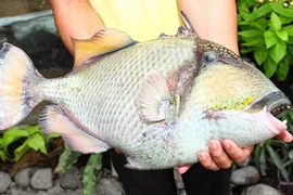 Khám phá bất ngờ về cá bò giáp có ở Nha Trang