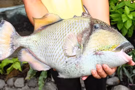 Khám phá bất ngờ về cá bò giáp có ở Nha Trang