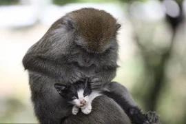 Kỳ lạ: Khỉ mẹ chăm sóc mèo như con đẻ của mình