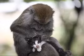 Kỳ lạ: Khỉ mẹ chăm sóc mèo như con đẻ của mình